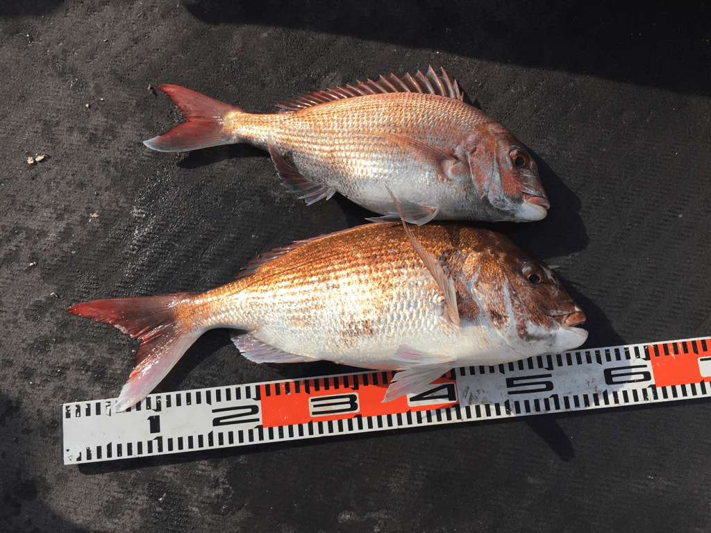 明石釣り船：明石鯛：鯛サビキで 2016年4月23日の釣果