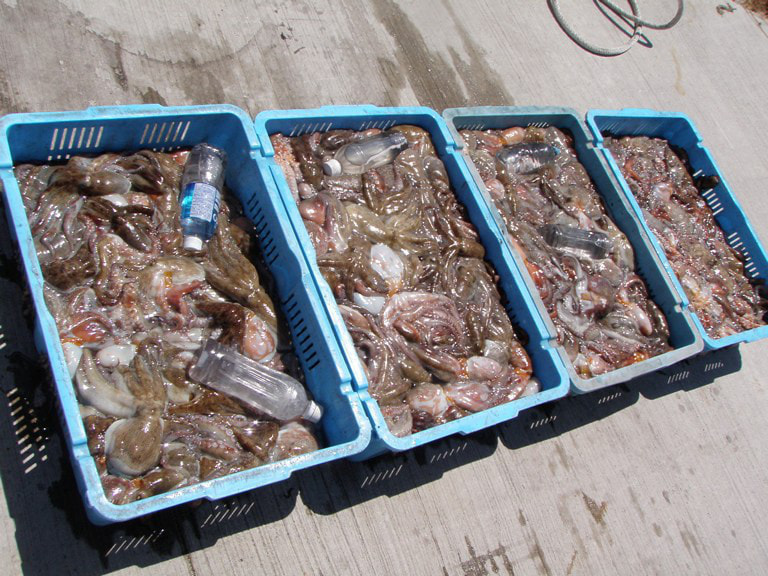 明石タコ釣り船：タコテンヤ・タコエギで 2.6kgなど１船で 363杯 2015年7月25日の釣果
