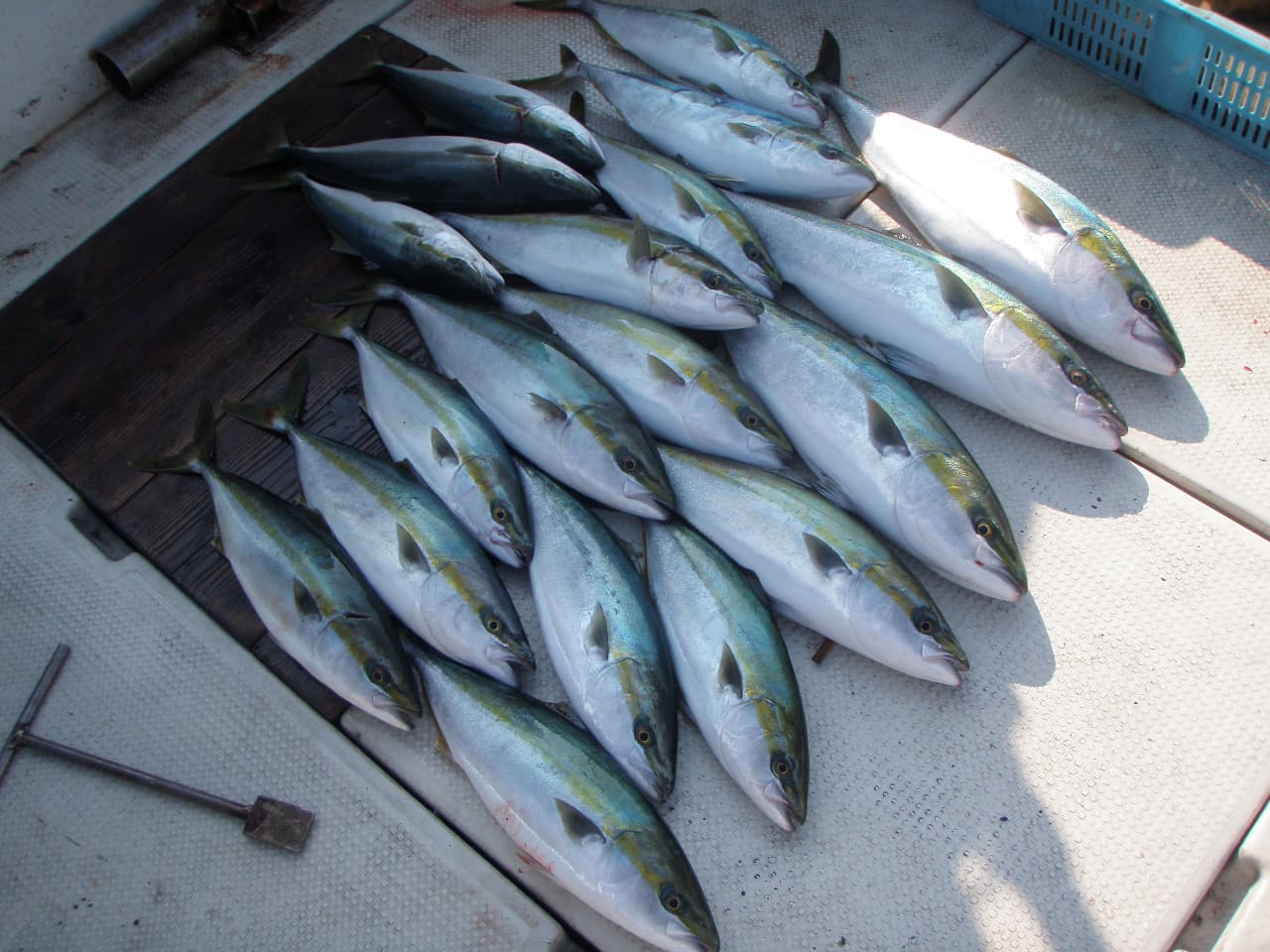 明石呑ませ釣り船：メジロ３匹・ハマチ16匹 呑ませで ３名様で 2013年11月16日釣果