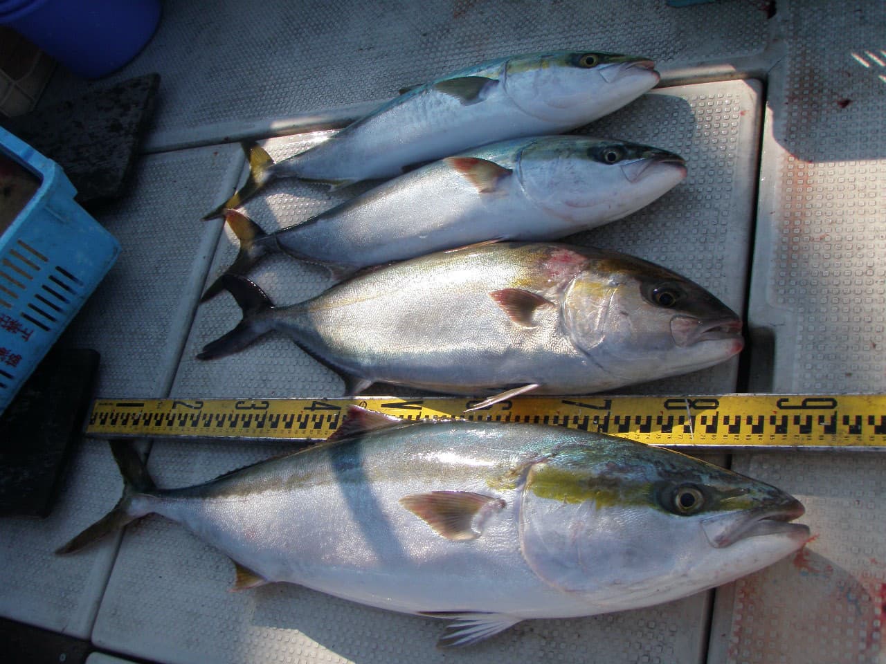 明石呑ませ釣り船：ブリ・カンパチ・メジロ他 呑ませで 2014年11月22日の釣果