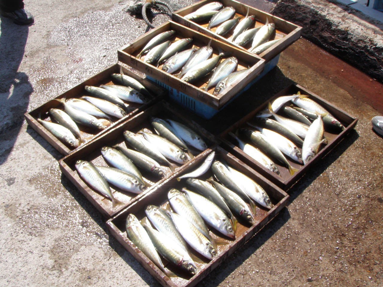 明石釣り船：サビキ釣り：マルアジ５５匹 2014年9月27日釣果