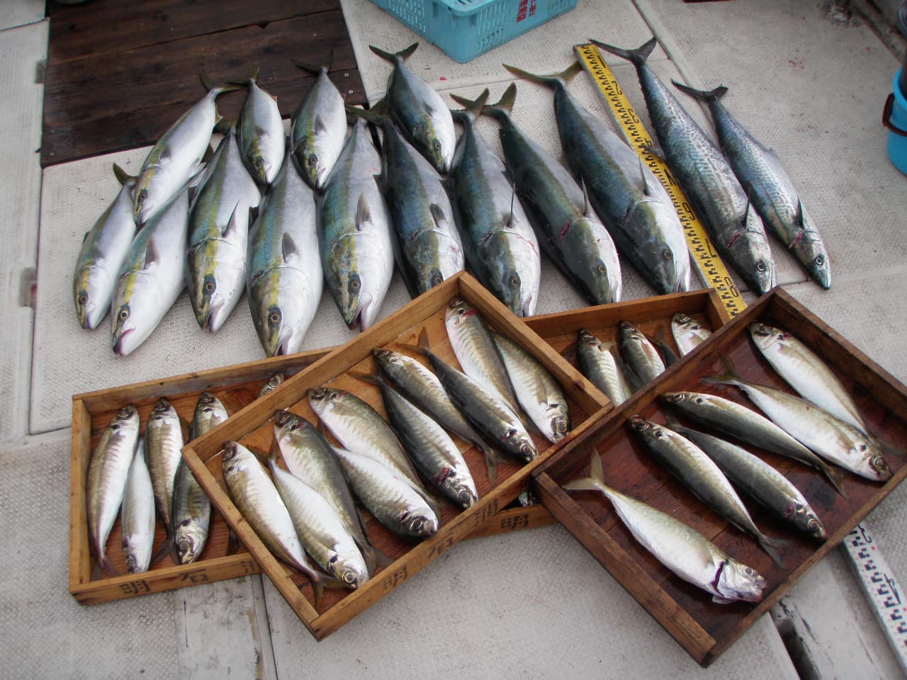 明石呑ませ釣り船：ブリ1匹・メジロ7匹・ハマチ5匹・サワラ1匹・ヤナギ1匹・マルアジ36匹 呑ませ・ジグで 6名様で 2013年11月４日の釣果