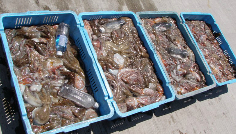 明石タコ釣り船：タコテンヤ・タコエギで 2.6kgなど船中 363杯 2015年7月25日の釣果