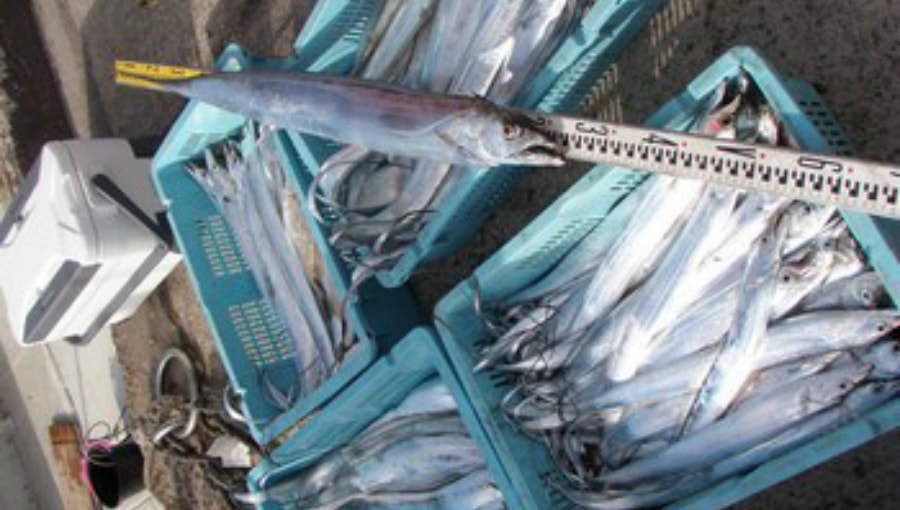 明石タチウオ釣り船：タチウオ天秤釣りで 2014年11月16日の釣果