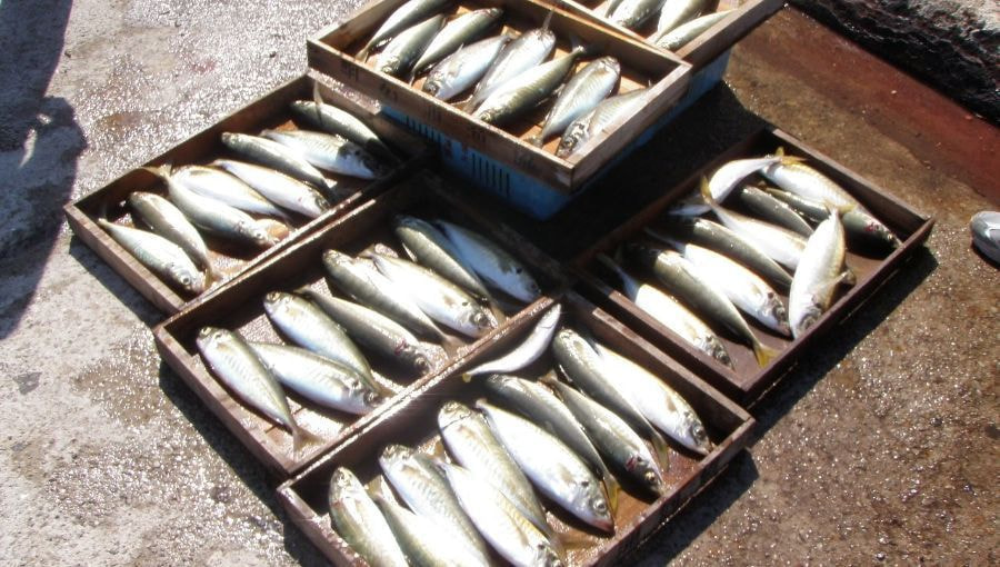 明石アジ釣り船：丸アジ55匹をサビキ釣りで2014年9月27日の釣果
