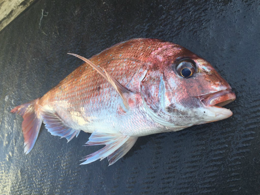 明石釣り船：明石鯛：サビキ釣り 2016年4月30日の釣果