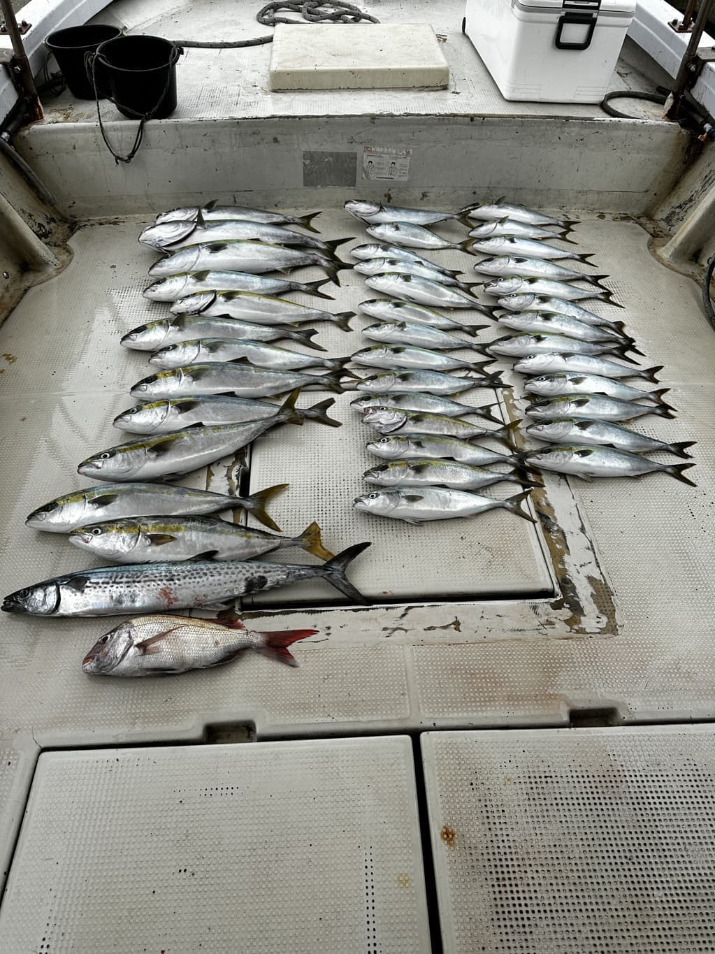 ８月１７日（木）（大潮）の釣果（ブリ３匹含むメジロなど船中１６匹）