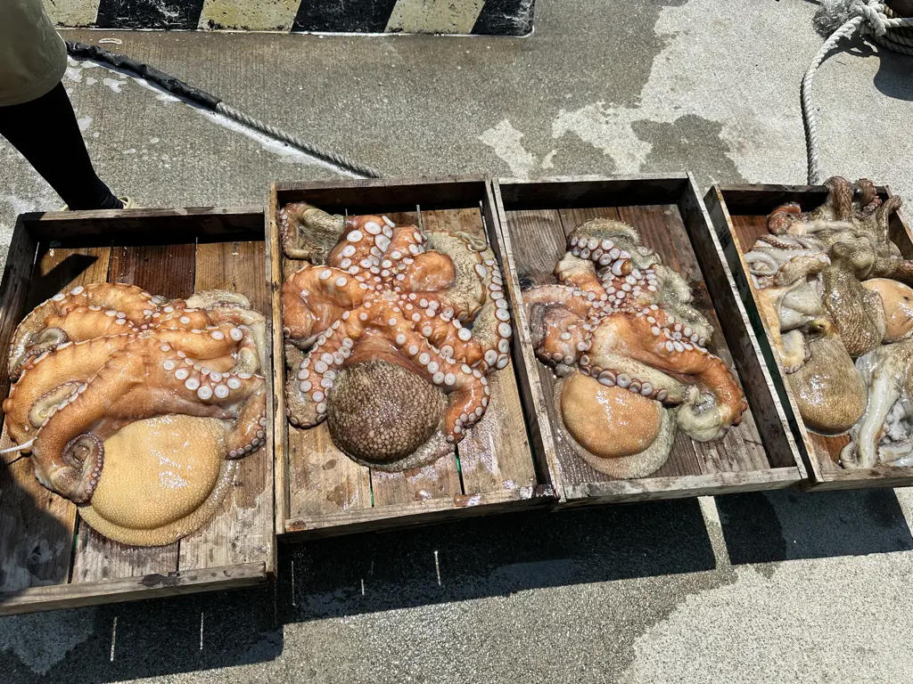 2023-7-28-マダコ４.２５kg＋３.４１kg＋２.８５kg＋２.１０kg＋２.０１kgほか